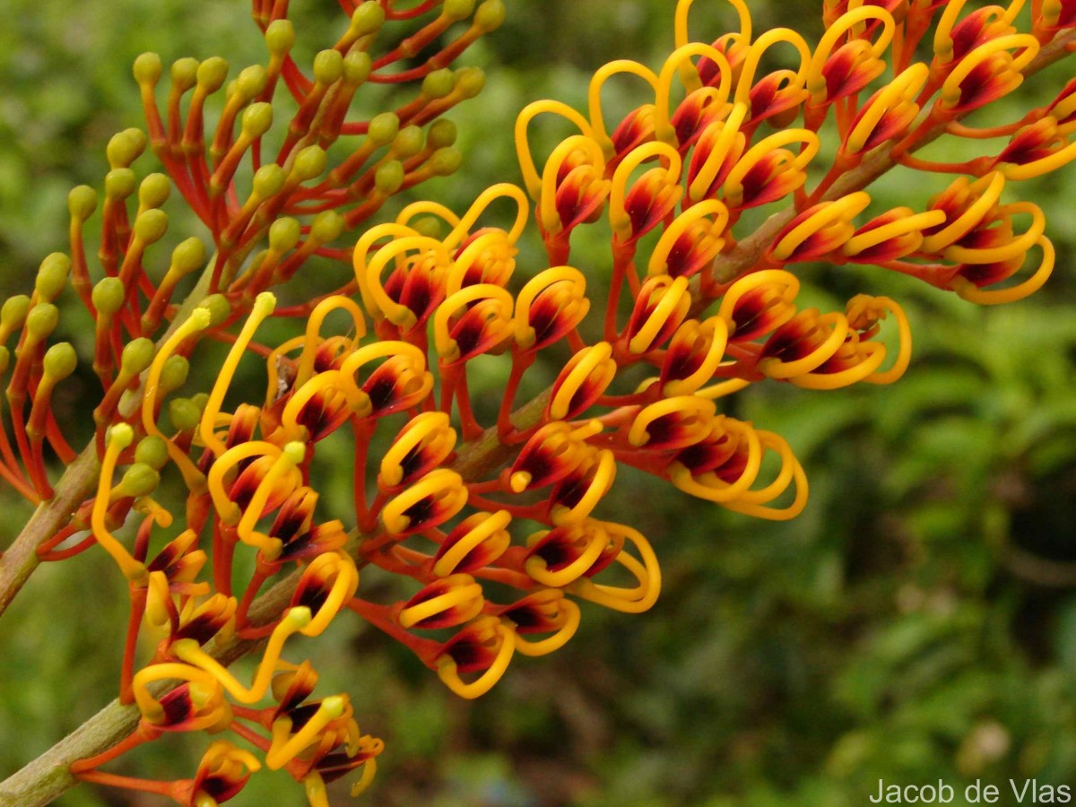 Grevillea robusta A.Cunn. ex R.Br.